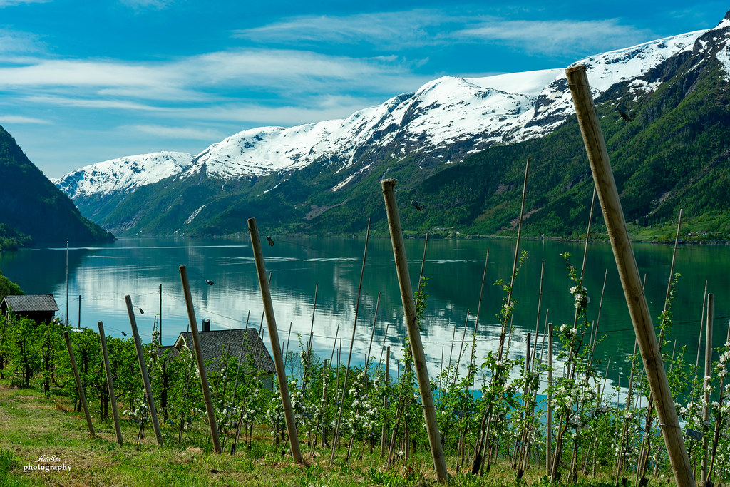 Apple orchards in full harvest along Hardangerfjord south shore, red apples on trees with fjord visible