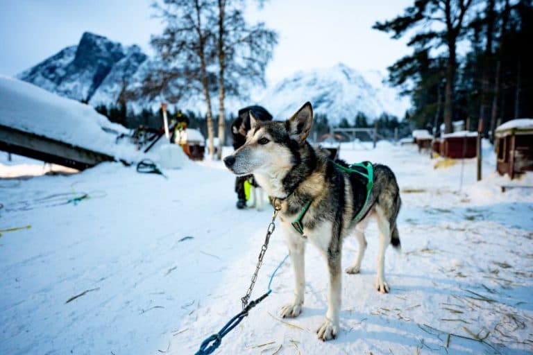 Dog sled team running through snowy Tamokdalen valley near the Lyngen Alps