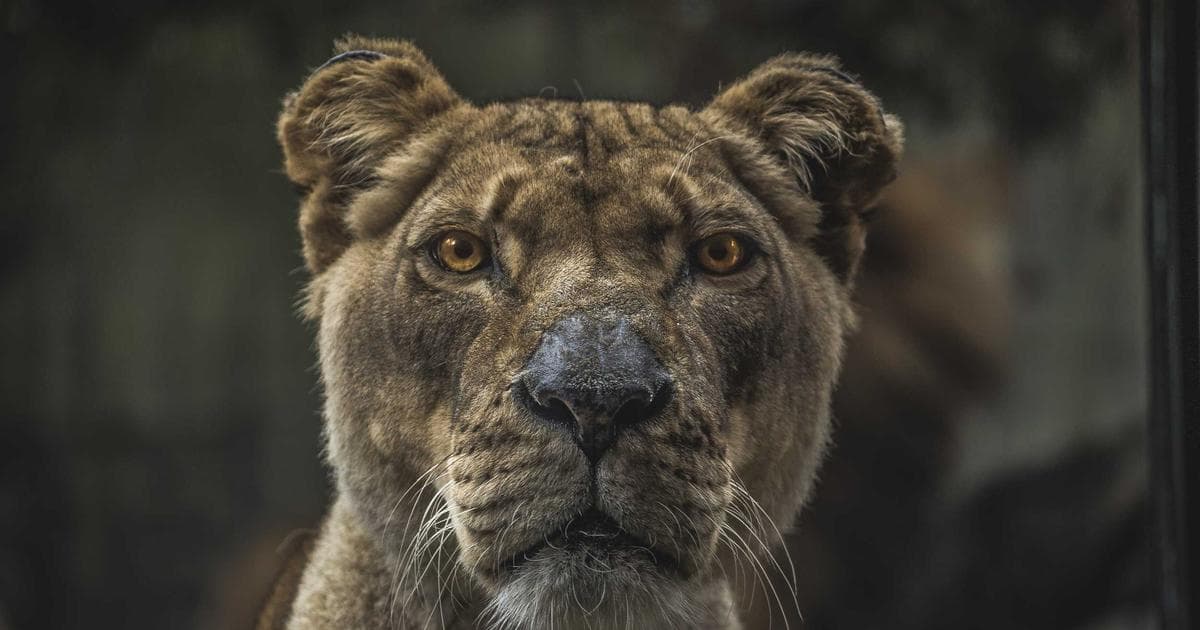 Trænafestivalen stage with the Helgeland coast and lighthouse behind